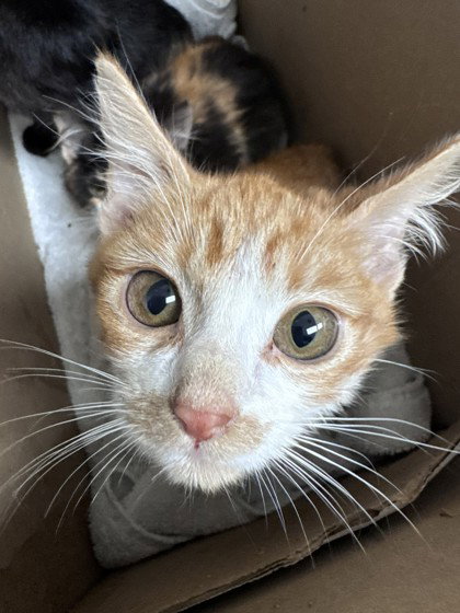 Shrimp, Baby Domestic Short Hair / Mixed, cat for adoption in Campbell, California