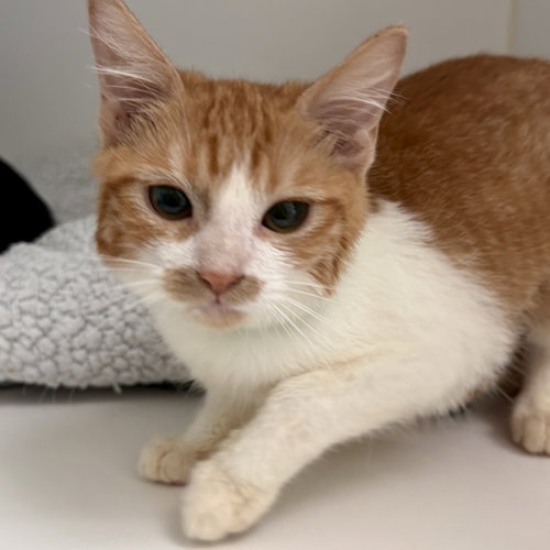 Shrimp, Baby Domestic Short Hair / Mixed (short coat), cat for adoption in Hayward, California