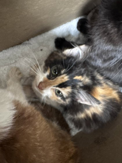 Tuna, Baby Domestic Short Hair / Mixed, cat for adoption in Campbell, California