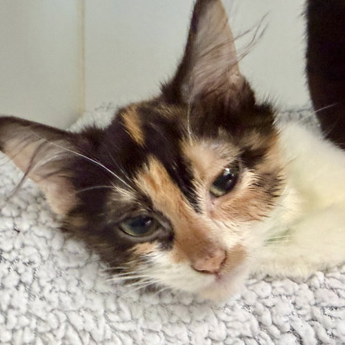 Tuna, Baby Domestic Short Hair / Mixed, cat for adoption in Hayward, California