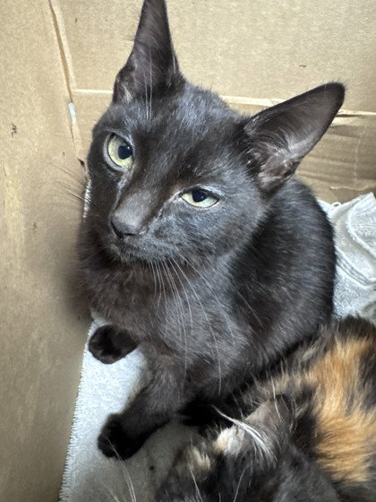 Bo, Baby Domestic Short Hair / Mixed, cat for adoption in Campbell, California