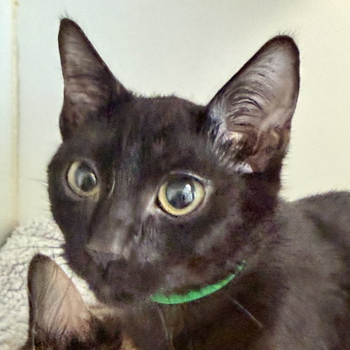 Bo, Baby Domestic Short Hair / Mixed (short coat), cat for adoption in Hayward, California