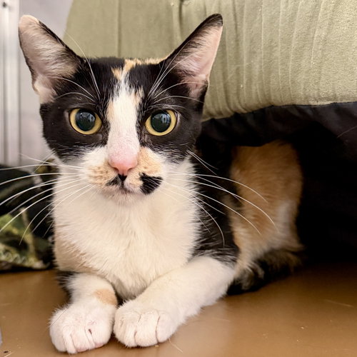 Princess, Young Domestic Short Hair / Mixed (short coat), cat for adoption in San Bruno, California