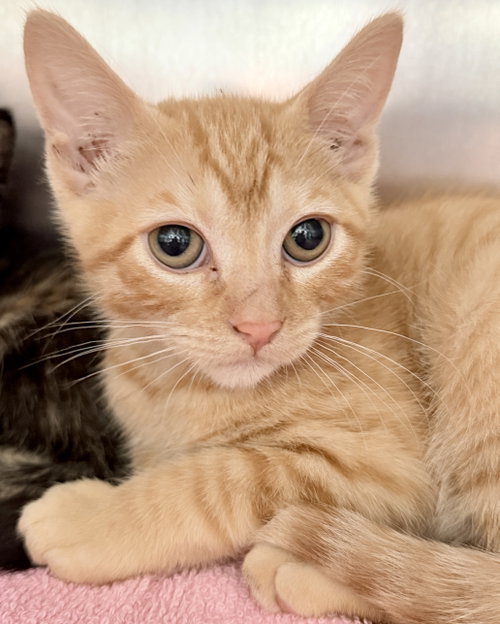 Jax, Baby Domestic Short Hair / Mixed (short coat), cat for adoption in Petaluma, California