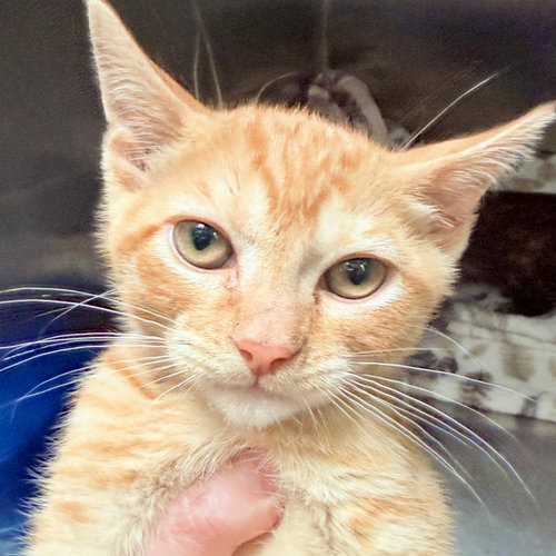 Jax, Baby Domestic Short Hair / Mixed (short coat), cat for adoption in Fairfield, California