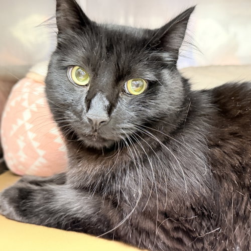 Sombrero (bonded w/ Fedora), Domestic Medium Hair / Mixed (medium coat), cat for adoption in Petaluma, California