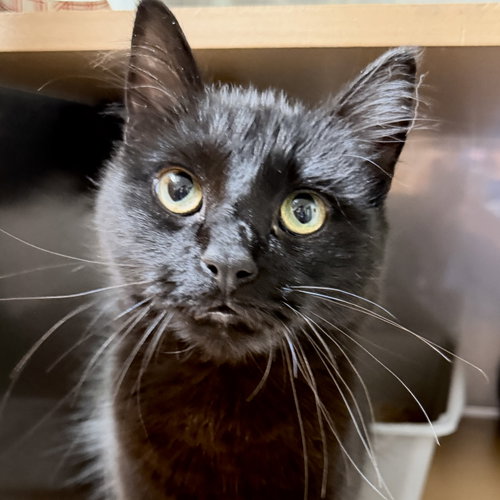Sombrero (bonded w/ Fedora)