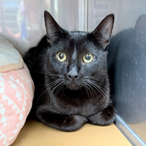 Fedora (bonded w/ Sombrero), Domestic Short Hair / Mixed (short coat), cat for adoption in Petaluma, California