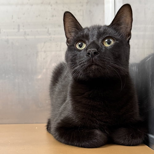 Fedora (bonded w/ Sombrero)