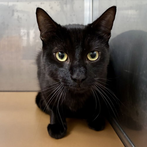 Fedora (bonded w/ Sombrero), Baby Domestic Short Hair / Mixed (short coat), cat for adoption in Concord, California