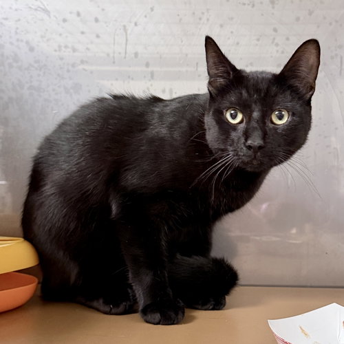 Fedora (bonded w/ Sombrero), Baby Domestic Short Hair / Mixed (short coat), cat for adoption in San Bruno, California