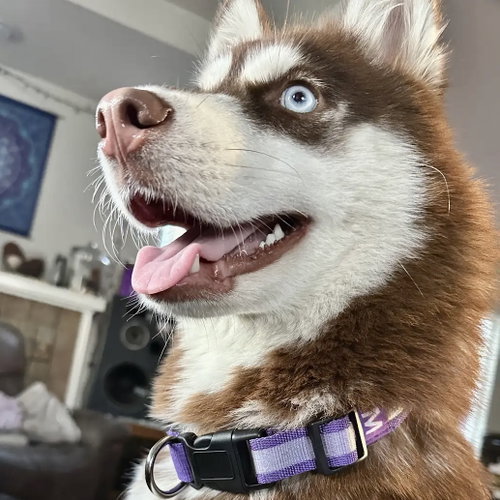 Tindra