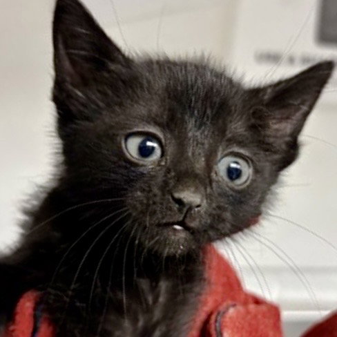 Licorice