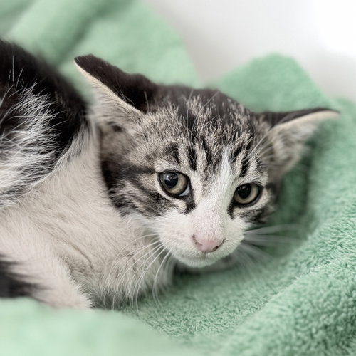 Bakersfield (bonded w/ Blythe), Baby Domestic Short Hair / Mixed (short coat), cat for adoption in Concord, California