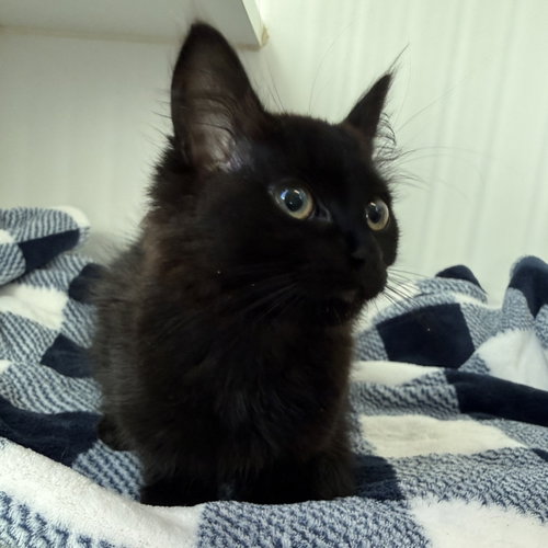 Fennel (bonded to Saffron), Baby Domestic Medium Hair / Mixed, cat for adoption in Petaluma, California