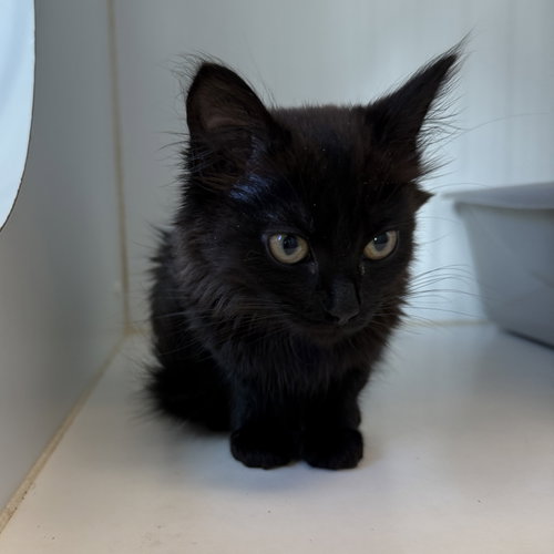 Saffron (bonded to Fennel), Baby Domestic Medium Hair / Mixed, cat for adoption in Vallejo, California