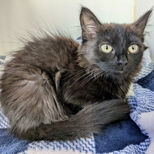 Saffron (bonded to Fennel), Baby Domestic Medium Hair / Mixed (medium coat), cat for adoption in Petaluma, California