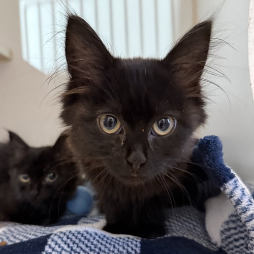 Pixar, Baby Domestic Medium Hair / Mixed (medium coat), cat for adoption in Petaluma, California