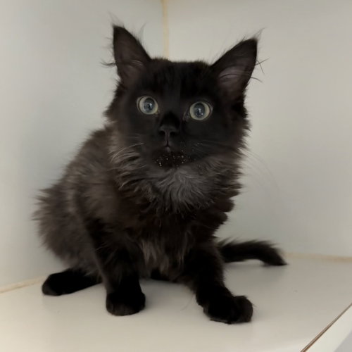 Ghibli, Baby Domestic Medium Hair / Mixed (medium coat), cat for adoption in Vallejo, California