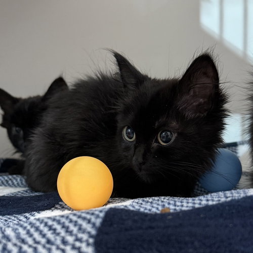 Dream, Baby Domestic Medium Hair / Mixed (medium coat), cat for adoption in Petaluma, California