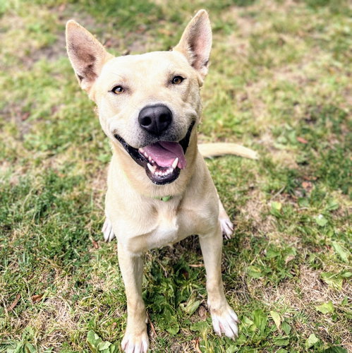 Tiburon, an adoptable Unknown breed in Oakland, CA