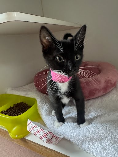 Oreo