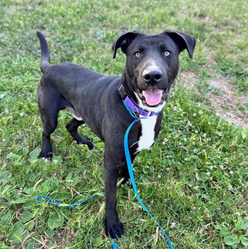 Danville, an adoptable American Pit Bull Terrier in Oakland, CA