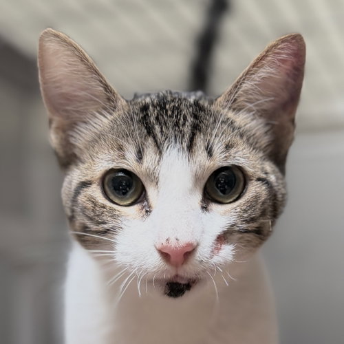 Basil, Baby Domestic Short Hair / Mixed (short coat), cat for adoption in San Bruno, California