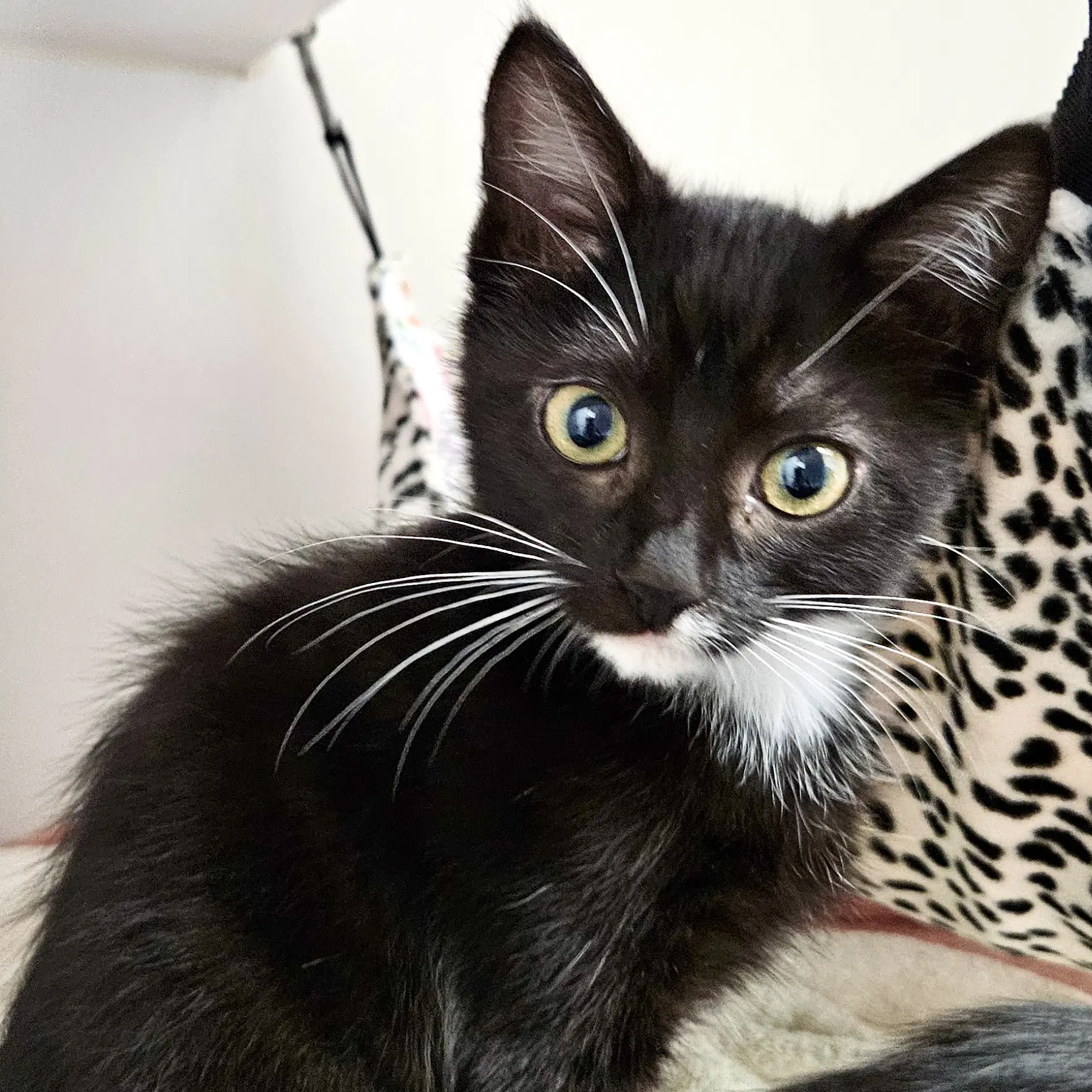 Luci Bonded W Micayla - Domestic Short Hair