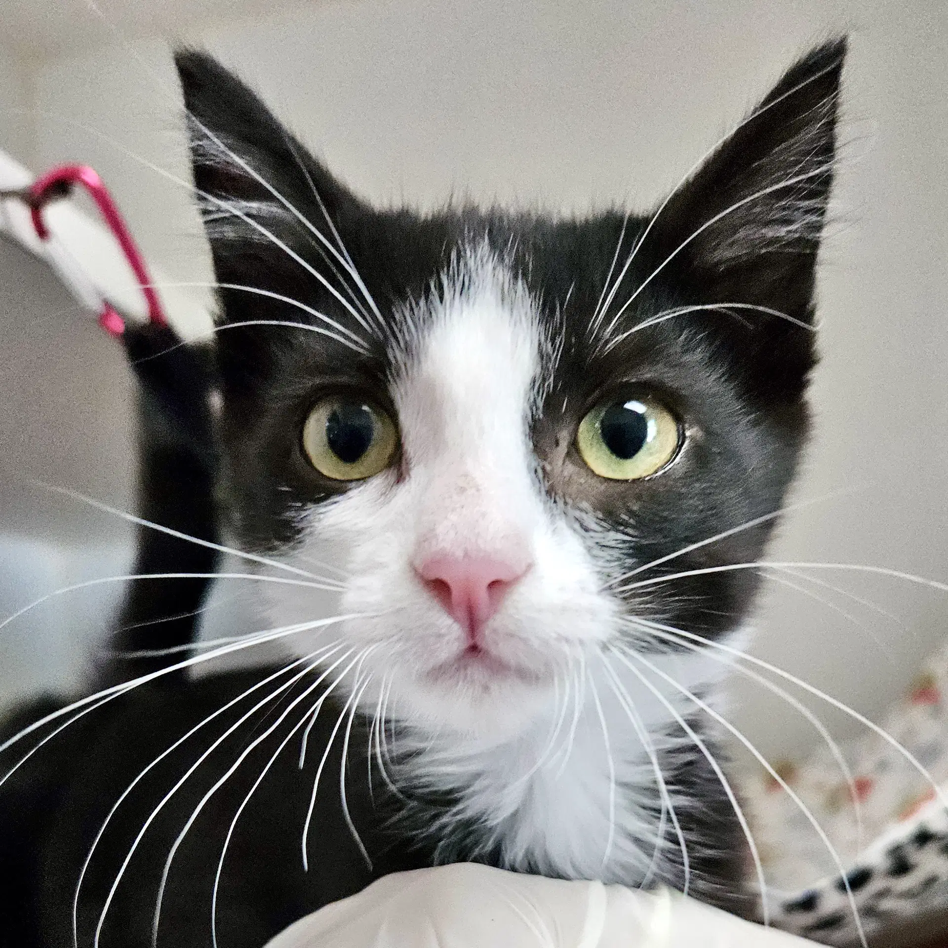 Micayla Bonded W Luci - Domestic Short Hair