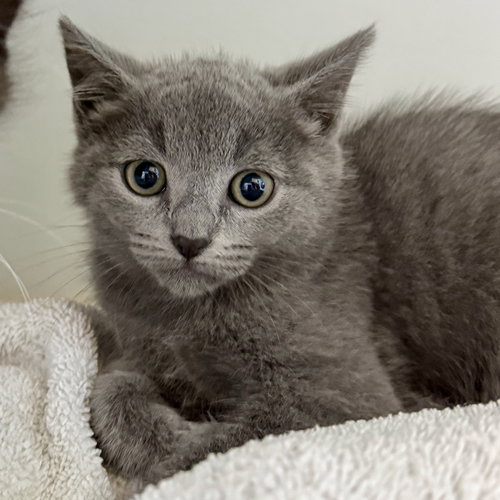 Bazooka (bonded w/ Bubblicious)