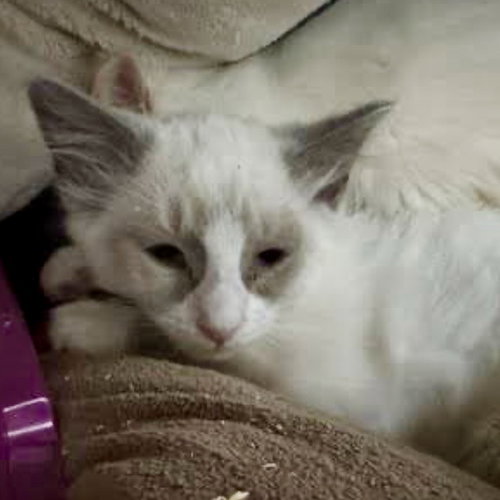 Cosimo, an adoptable Snowshoe in Oakland, CA