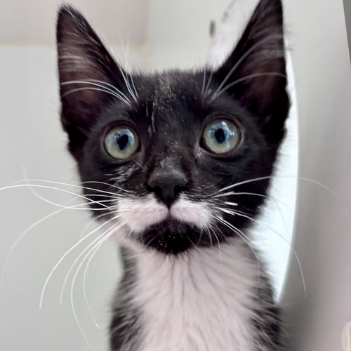 DJ Catnip, Baby Domestic Short Hair / Mixed (short coat), cat for adoption in San Bruno, California