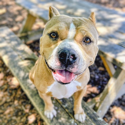 picture of the dog needing adoption