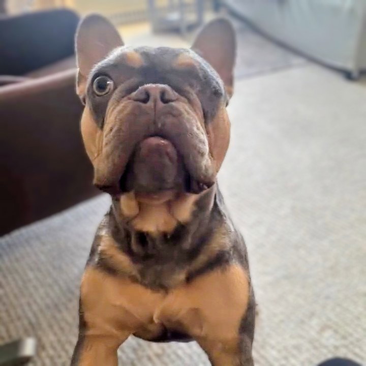 Truffle