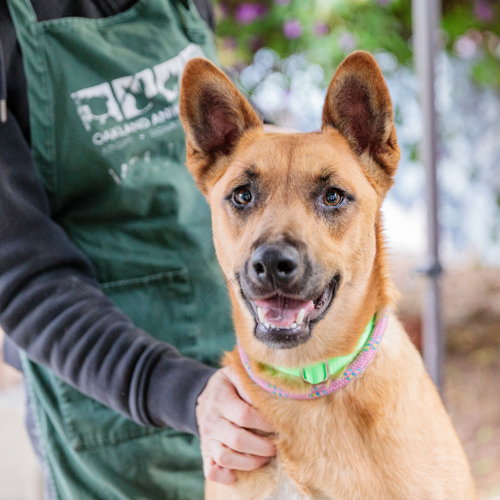 Adelia