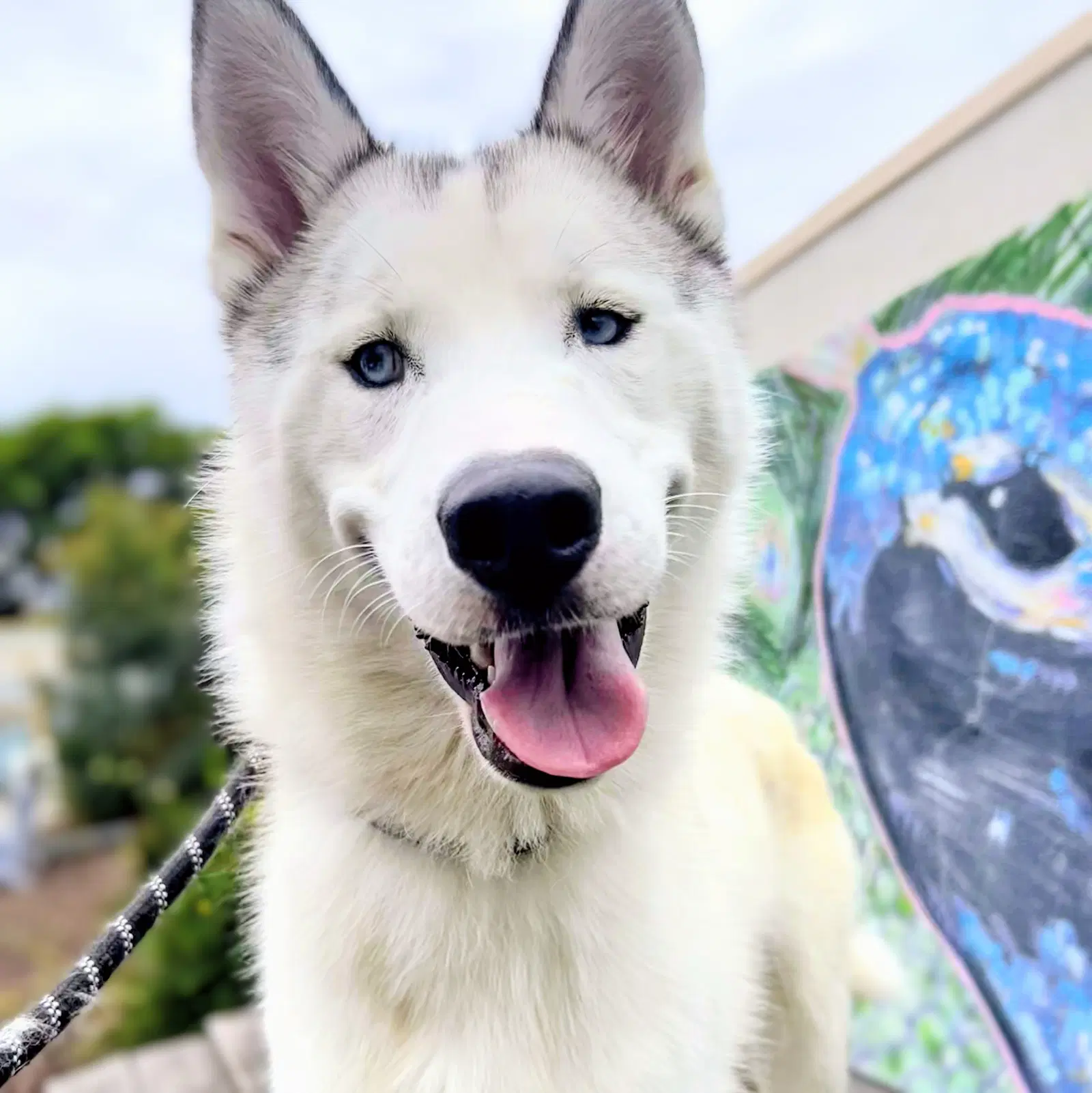 Palomino - Siberian Husky