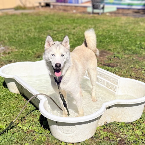 Palomino, a dog for adoption from Oakland Animal Services