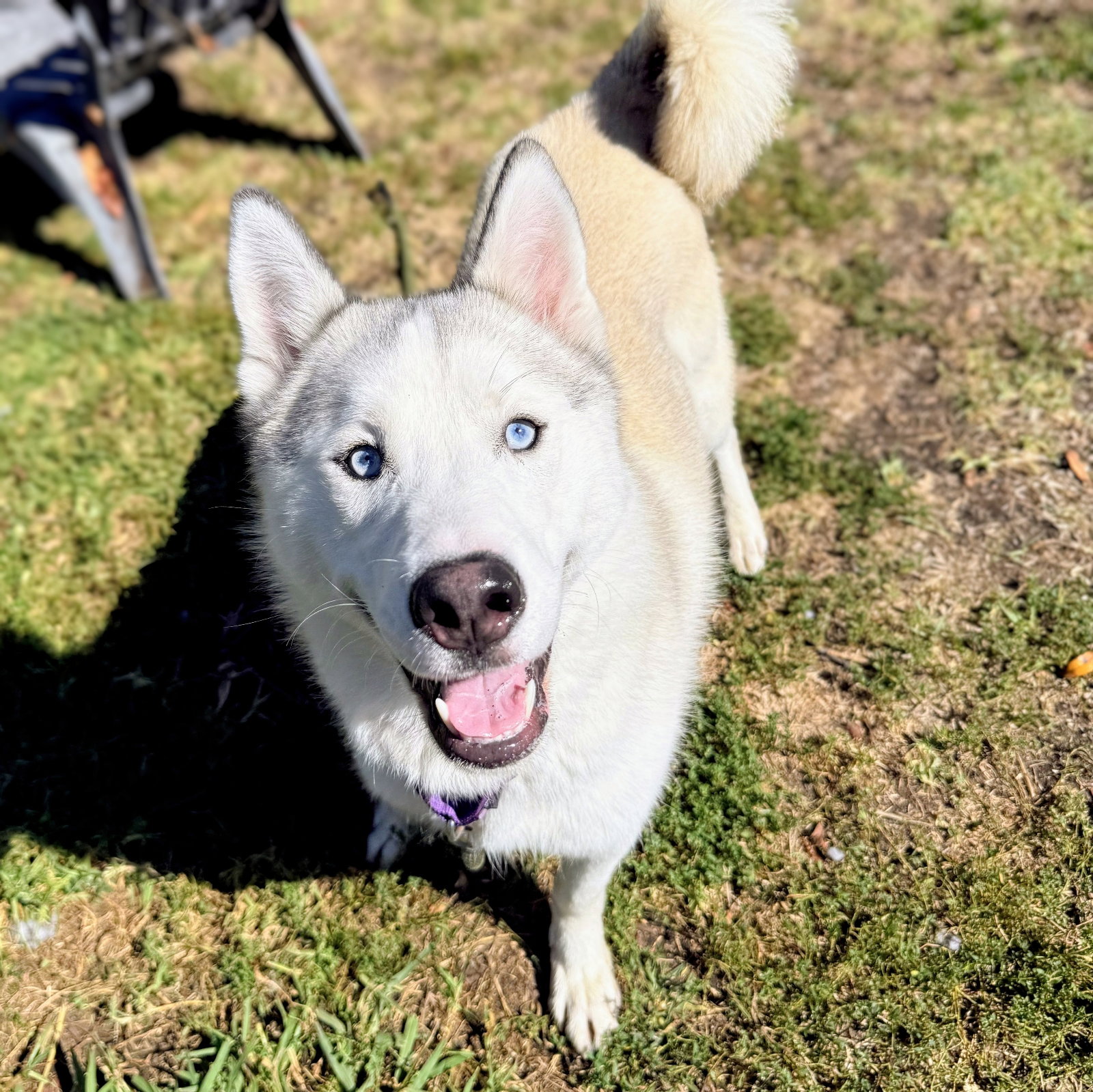 Palomino Photo