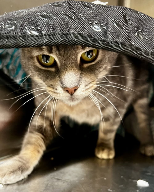 Jackie photo 9