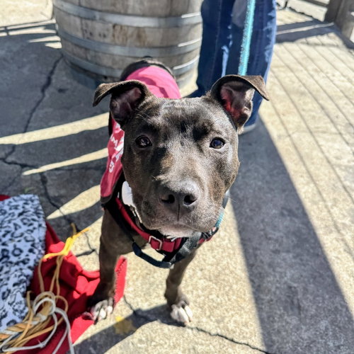 Edamame, an adoptable Unknown breed in Oakland, CA