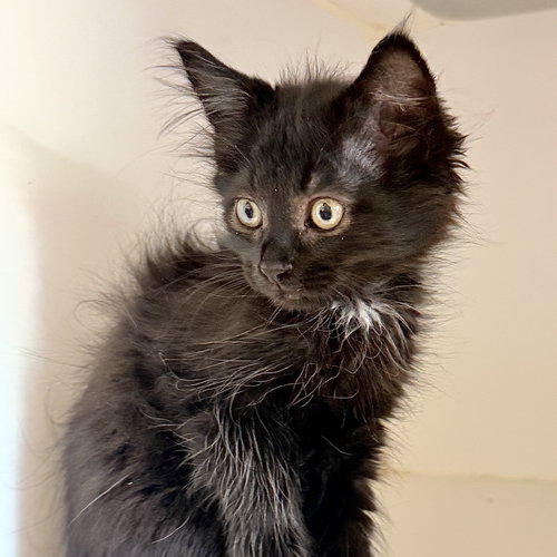 Shoal, Baby Domestic Medium Hair / Mixed (medium coat), cat for adoption in San Bruno, California