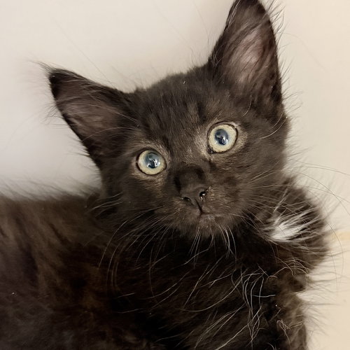 Basin, Baby Domestic Medium Hair / Mixed (medium coat), cat for adoption in San Bruno, California