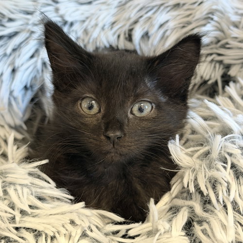 Cove, Baby Domestic Medium Hair / Mixed (medium coat), cat for adoption in San Bruno, California