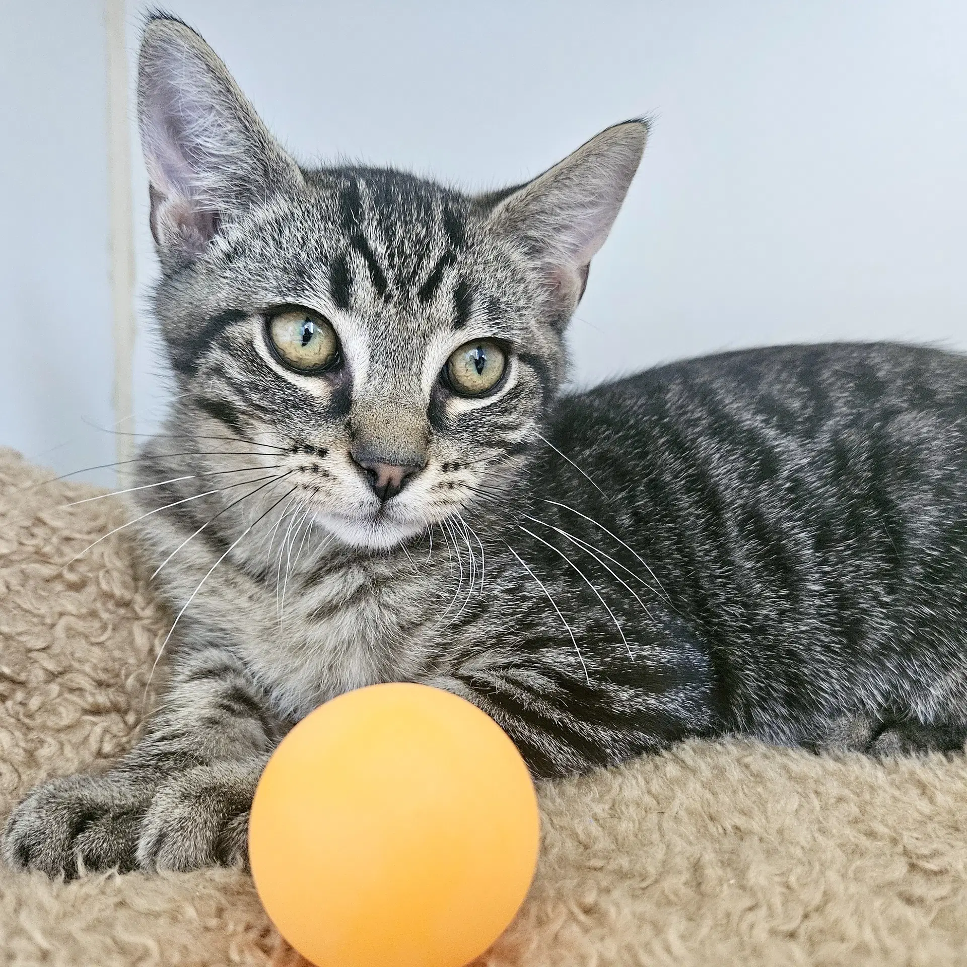 Loki Bonded W Thor - Domestic Short Hair