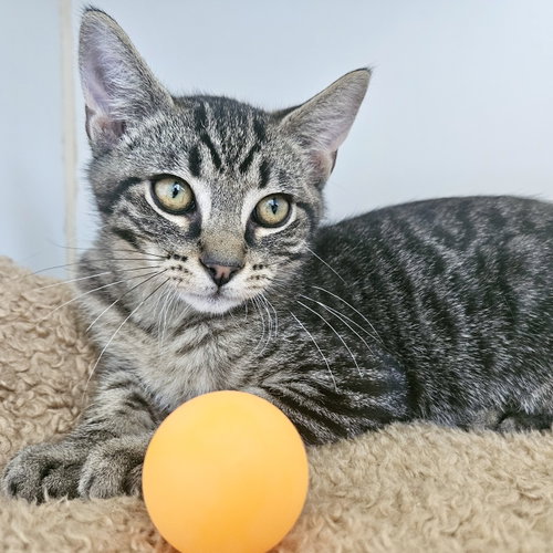 Loki (bonded w/ Thor), Domestic Short Hair / Mixed (short coat)