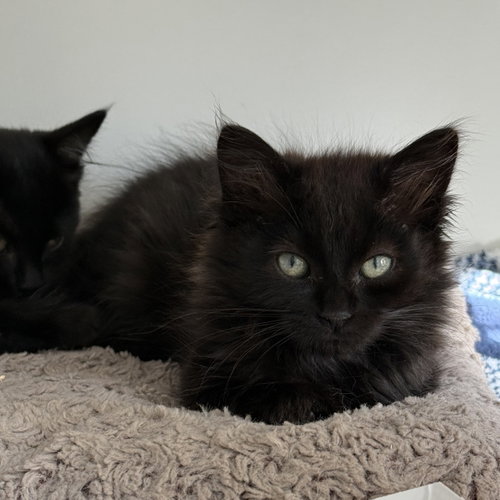 Orbit (bonded w/ Flux), Baby Domestic Medium Hair / Mixed (medium coat), cat for adoption in San Bruno, California