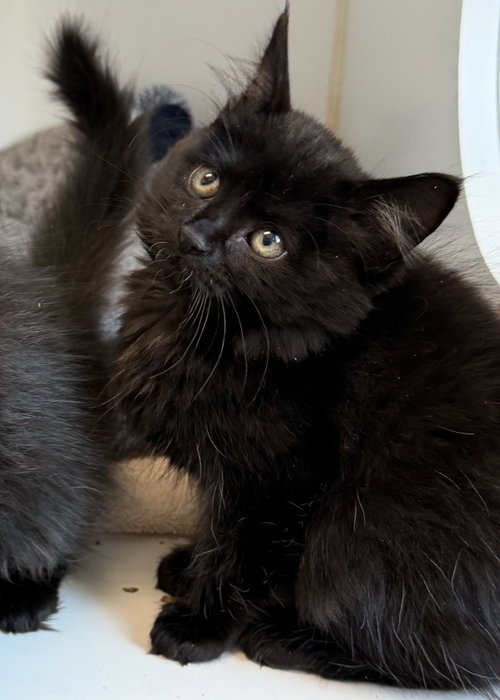 Flux (bonded w/ Orbit), Baby Domestic Medium Hair / Mixed (medium coat), cat for adoption in San Bruno, California