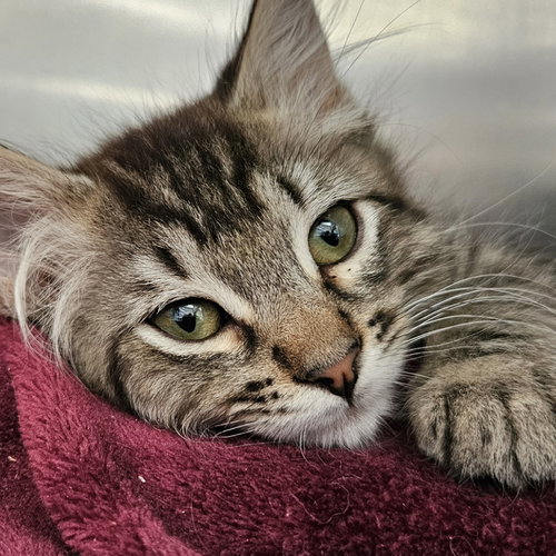 Newton (bonded w/ Kelvin)