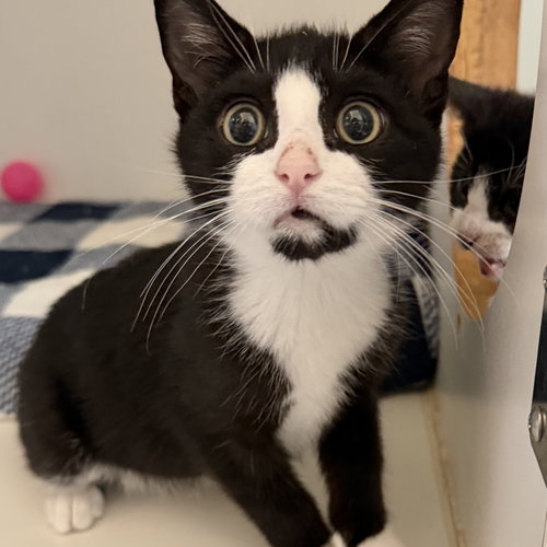 Mr.Moo